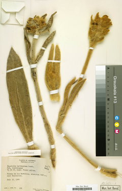 Espeletia Hartwegiana Cuatr