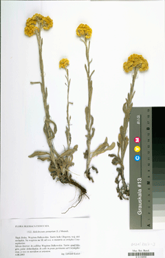 Helichrysum Arenarium