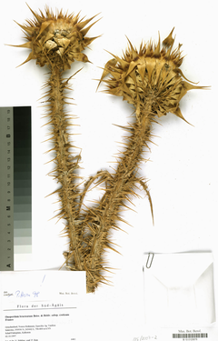 Onopordum Bracteatum