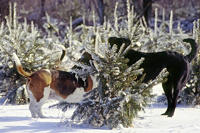 sullivan_tcth_02_small