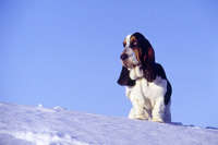 sullivan_tcth_03_small